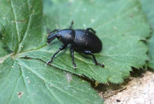 Liparus coronatus